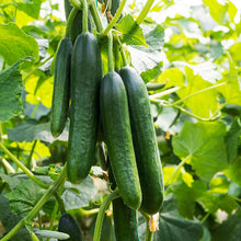 Load image into Gallery viewer, Cucumber &#39;La Diva&#39; Seeds
