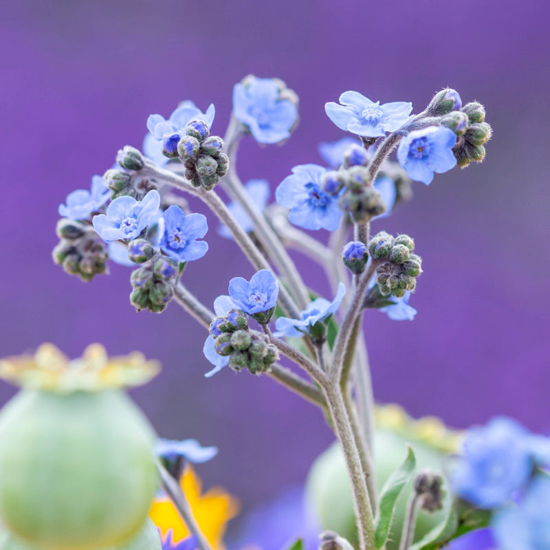 Cynoglossum 'Firmament' Seeds