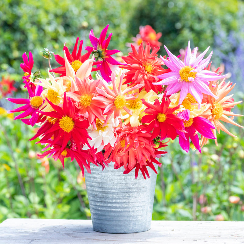 Dahlia 'Cactus Mixed' Seeds