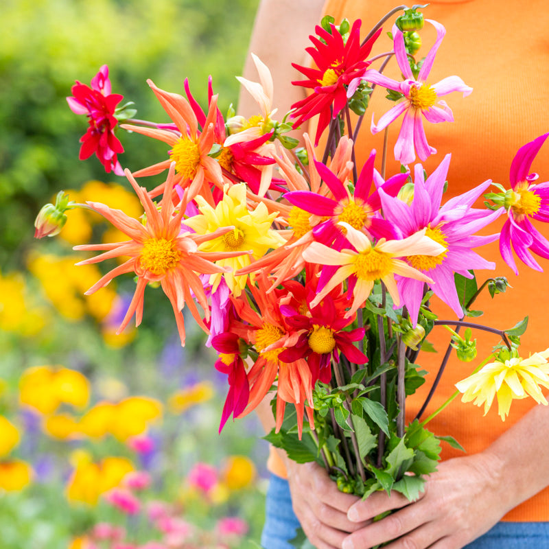 Dahlia 'Cactus Mixed' Seeds