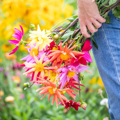 Dahlia 'Cactus Mixed' Seeds