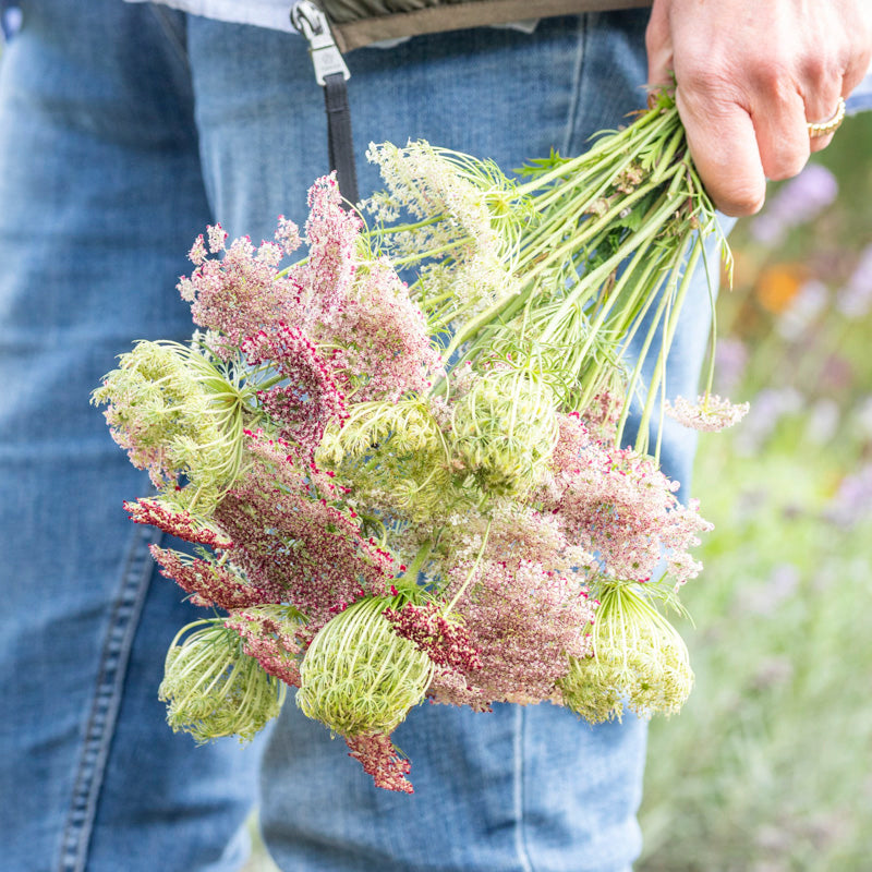 Daucus carota 'Dara' Seeds