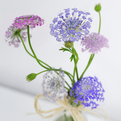 Didiscus caeruleus 'Lace Mixture' Seeds