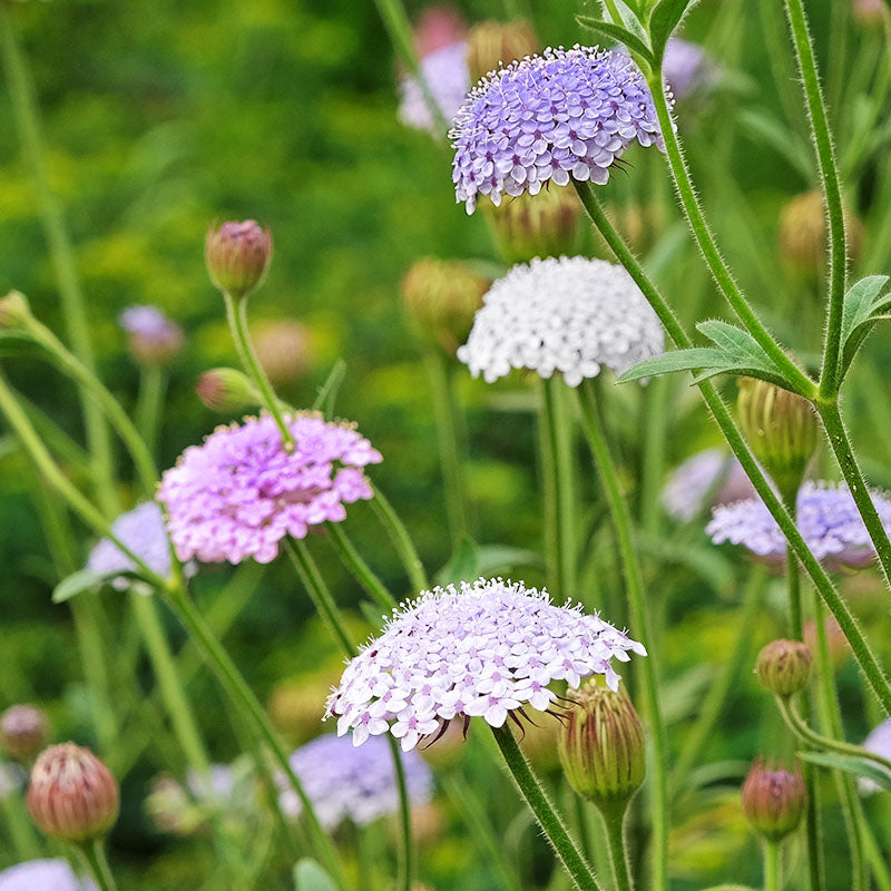 Didiscus caeruleus 'Lace Mixture' Seeds