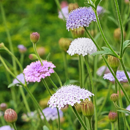 Didiscus caeruleus 'Lace Mixture' Seeds