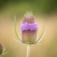 Load image into Gallery viewer, Dipsacus fullonum - Teasel Seeds
