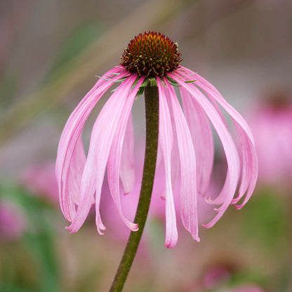 Echinacea pallida Seeds