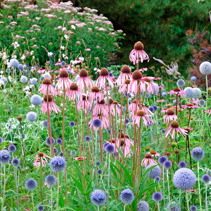 Echinacea pallida Seeds