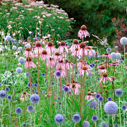 Echinacea pallida Seeds
