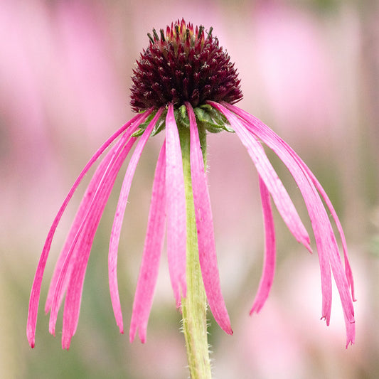 Echinacea pallida Seeds