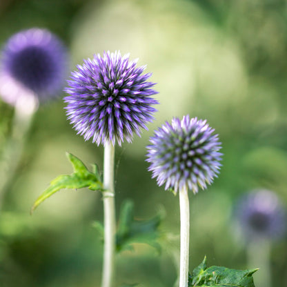 Echinops ritro - Seeds