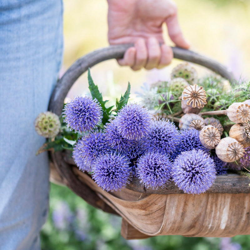 Echinops ritro - Seeds