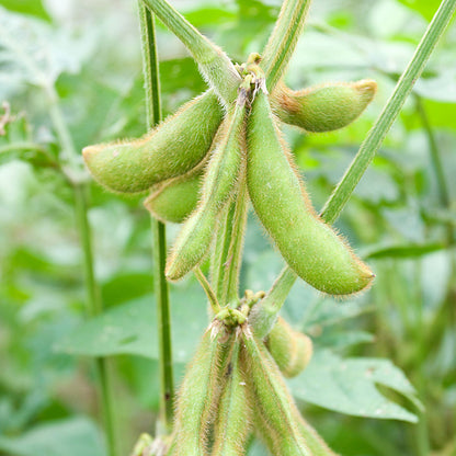 Edamame 'Green Shell' Seeds