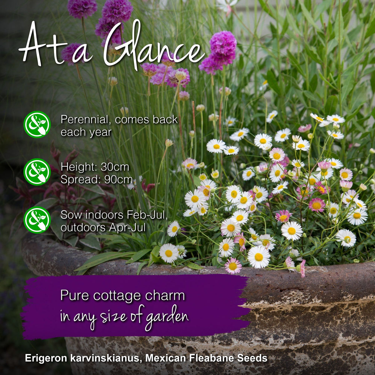 Erigeron karvinskianus - Seeds