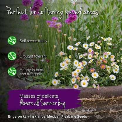 Erigeron karvinskianus - Seeds