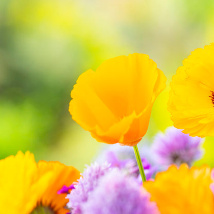 Eschscholzia californica aurantiaca Seeds