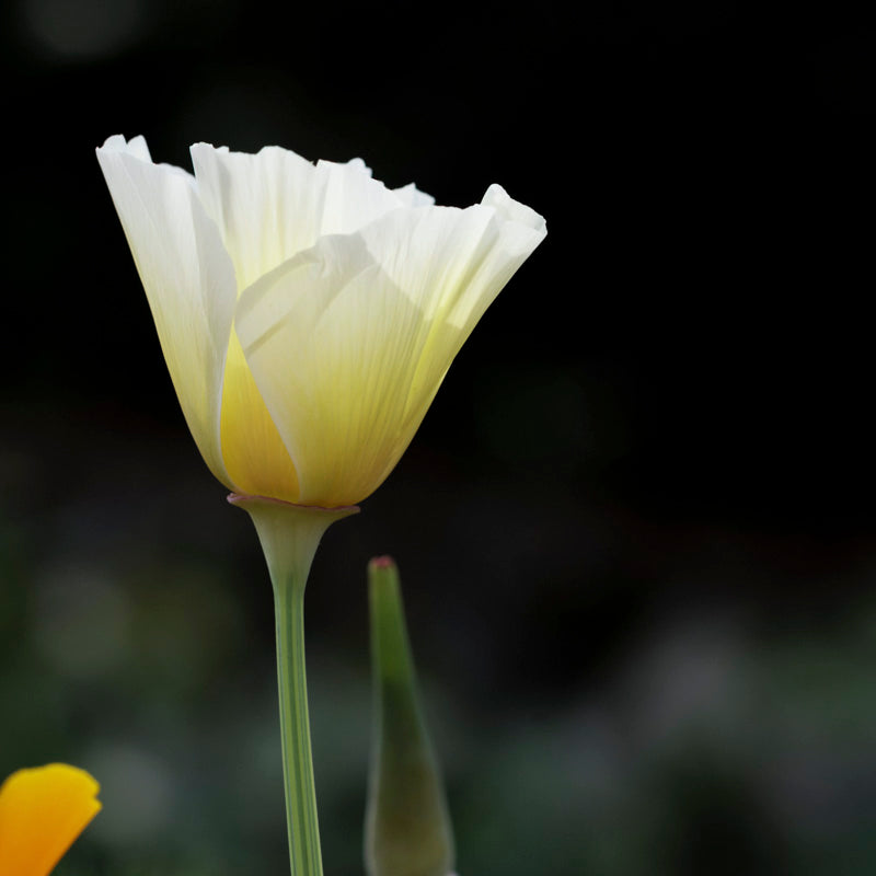 Eschscholzia 'Single White' Seeds