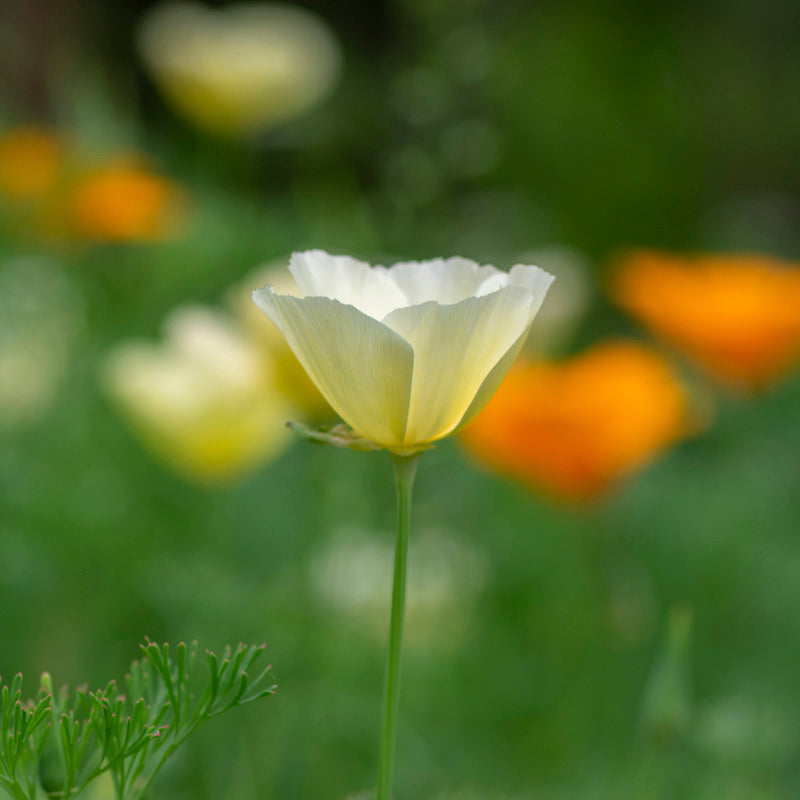 Eschscholzia 'Single White' Seeds