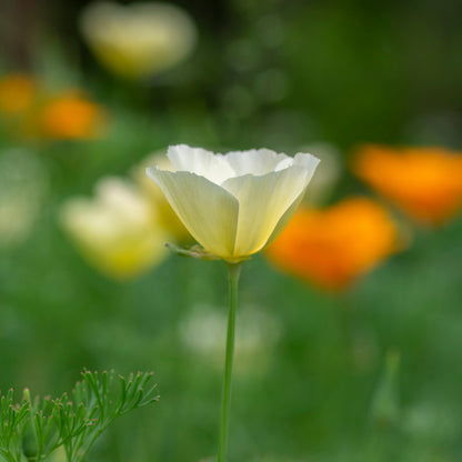 Eschscholzia 'Single White' Seeds