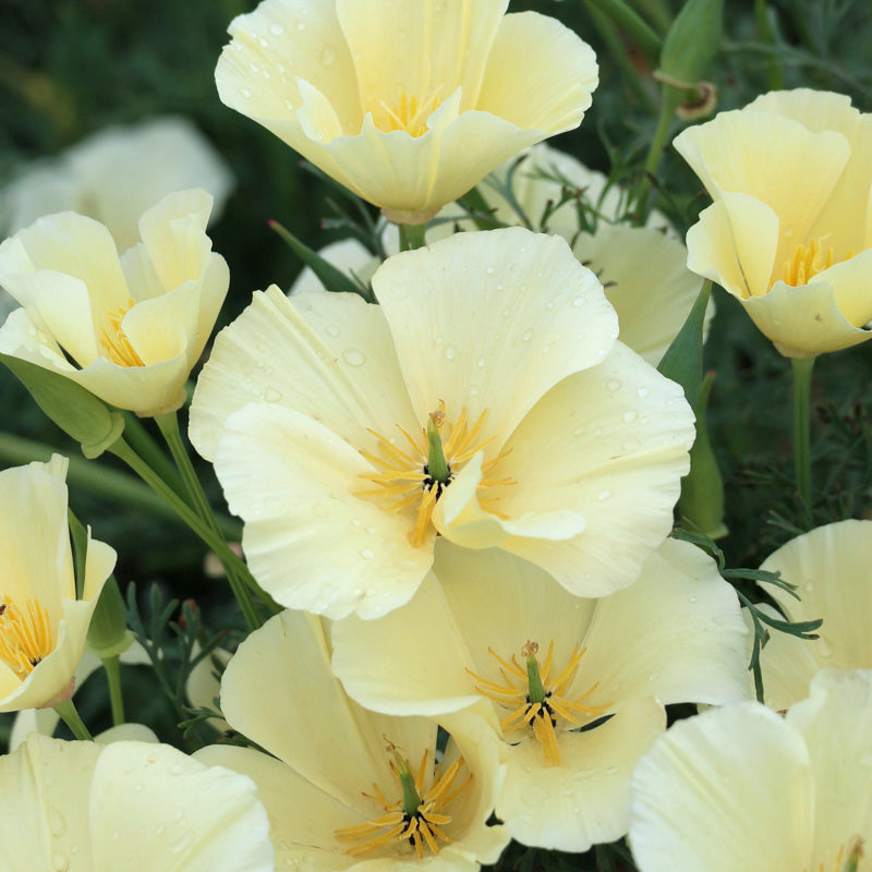 Eschscholzia 'Single White' Seeds