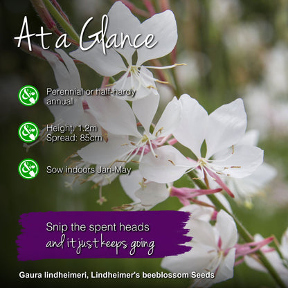 Gaura lindheimeri - Seeds