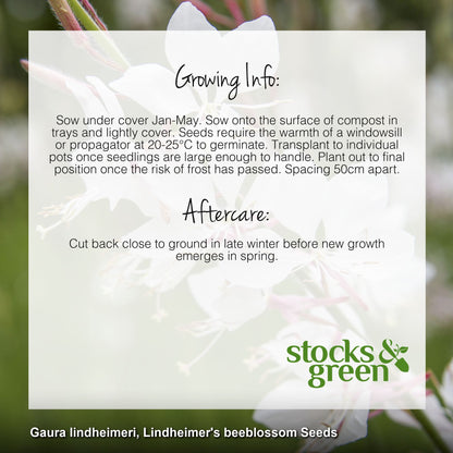 Gaura lindheimeri - Seeds