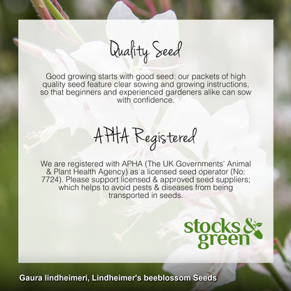 Gaura lindheimeri - Seeds