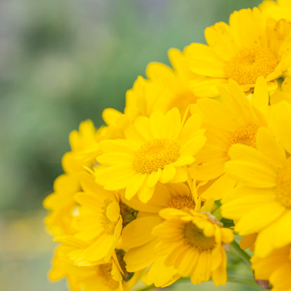 Gelbionis segetum - Corn Marigold Seeds