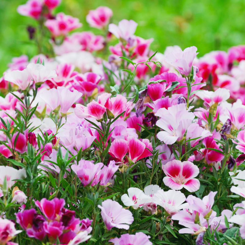 Godetia grandiflora 'Tall Double Mixed' Seeds