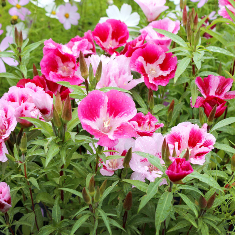 Godetia grandiflora 'Tall Double Mixed' Seeds
