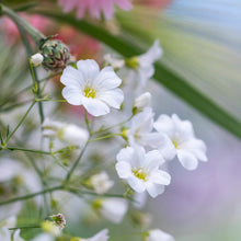Load image into Gallery viewer, Gypsophila elegans &#39;Covent Garden&#39; Seeds
