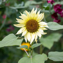 Load image into Gallery viewer, Helianthus &#39;Buttercream&#39; (Sunflower) Seeds
