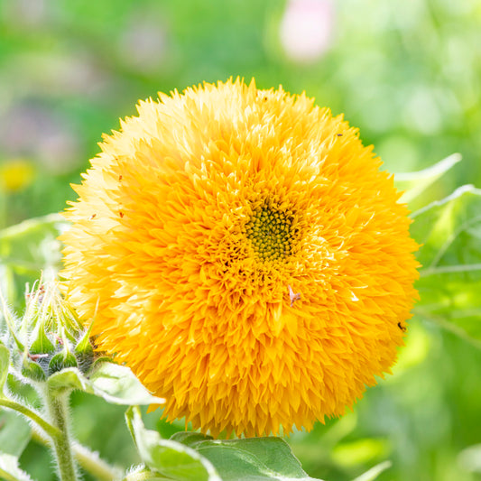Helianthus 'Teddy Bear' (Sunflower) Seeds