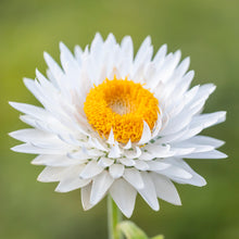 Load image into Gallery viewer, Helichrysum &#39;White&#39; Seeds

