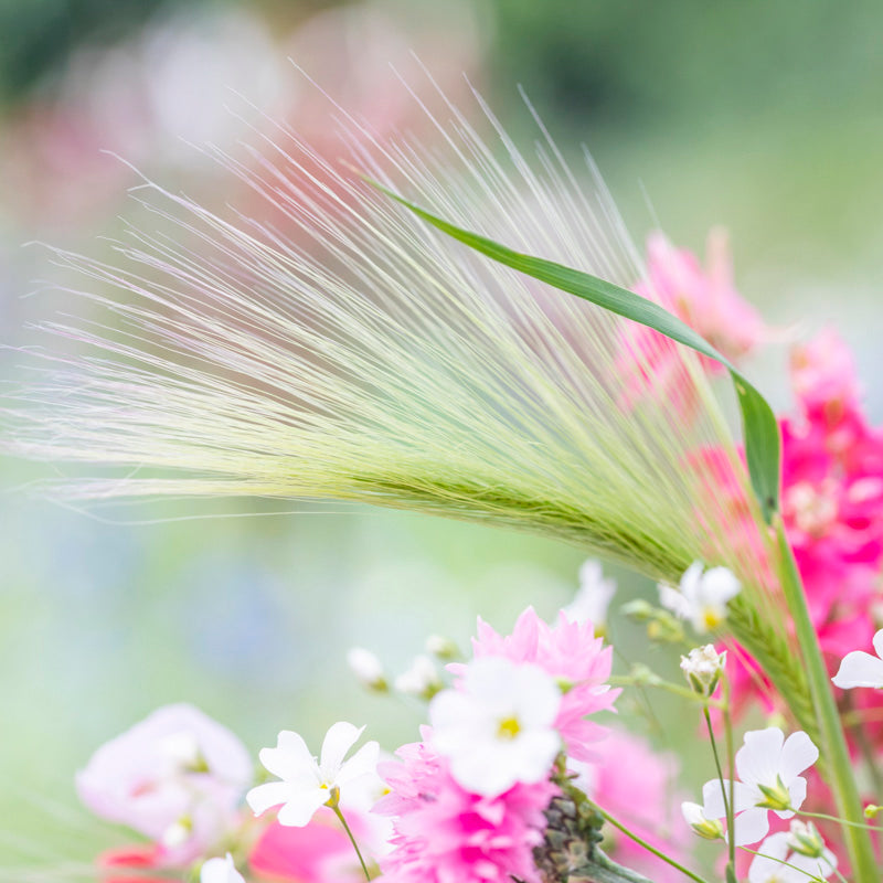 Hordeum jubatum - Seeds