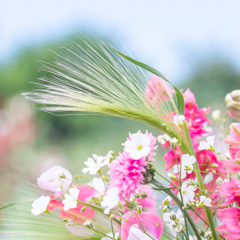 Hordeum jubatum - Seeds