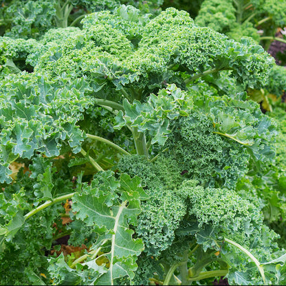 Kale 'Dwarf Green Curled' Seeds