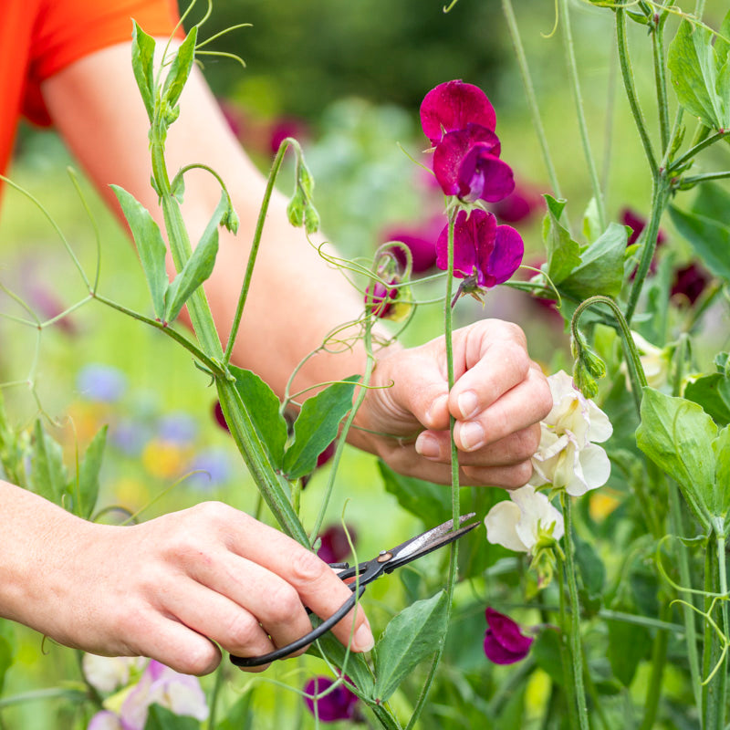 Lathyrus 'Beaujolais' (Sweet Peas) Seeds