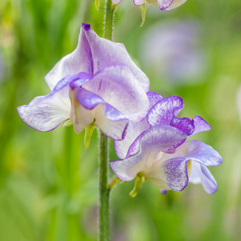 Lathyrus 'Blue Ripple' Seeds