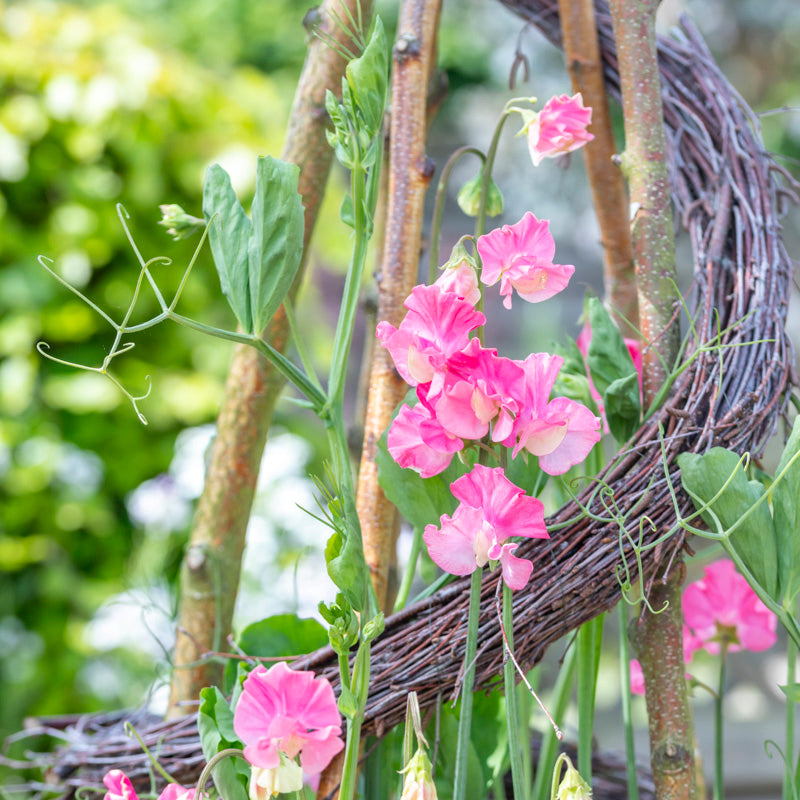 Lathyrus 'Geranium Pink'  (Sweet Peas) Seeds