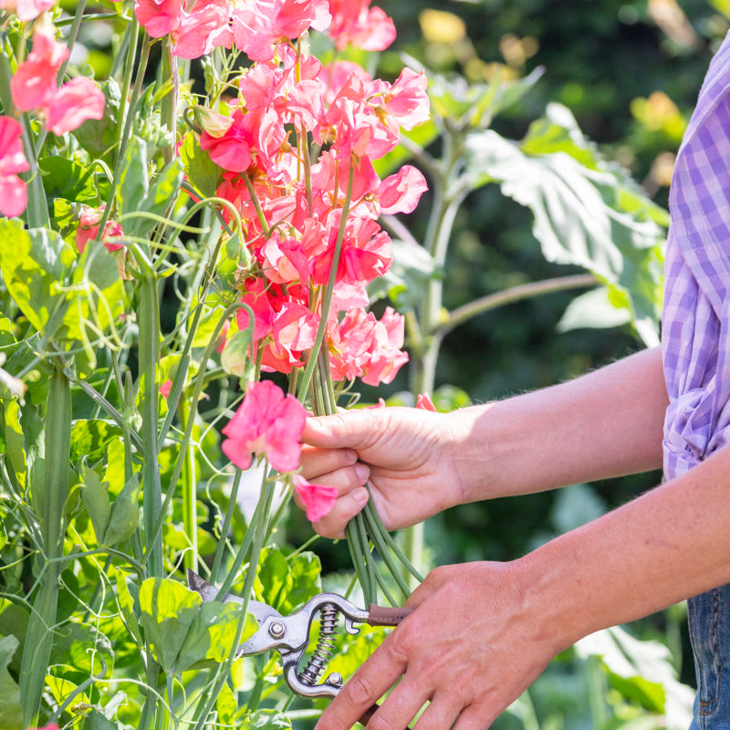 Lathyrus 'Geranium Pink'  (Sweet Peas) Seeds