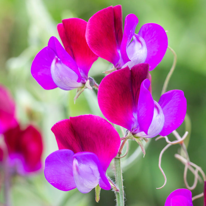 Lathyrus 'Matucana' (Sweet Peas) Seeds