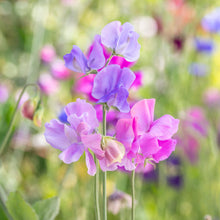 Load image into Gallery viewer, Lathyrus &#39;Midnight Blues&#39; Seeds
