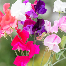 Load image into Gallery viewer, Lathyrus &#39;Royal Family Mixed&#39; (Sweet Peas) Seeds
