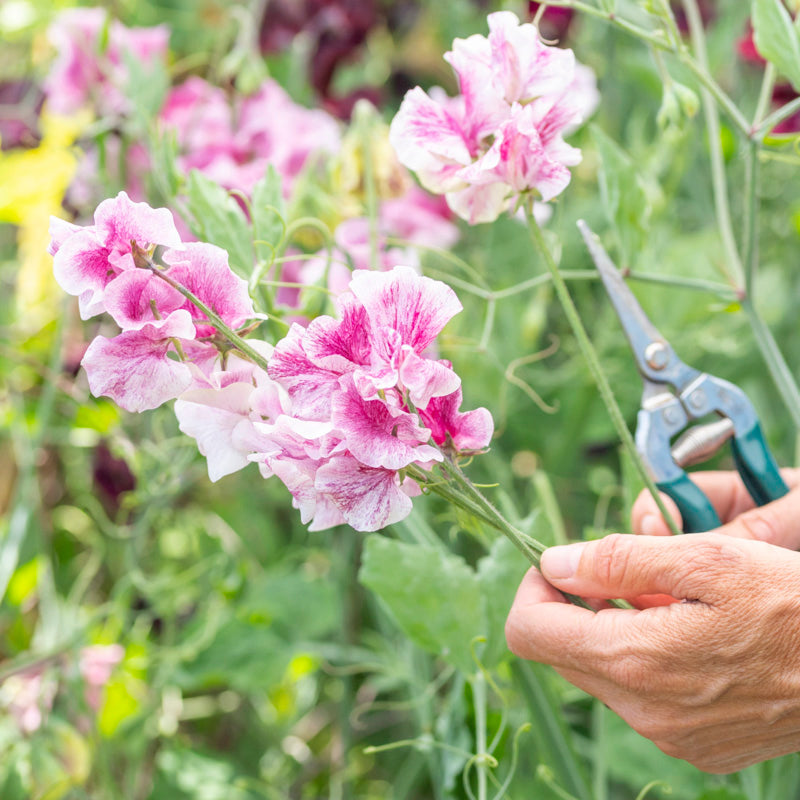 Lathyrus 'Wiltshire Ripple' Seeds
