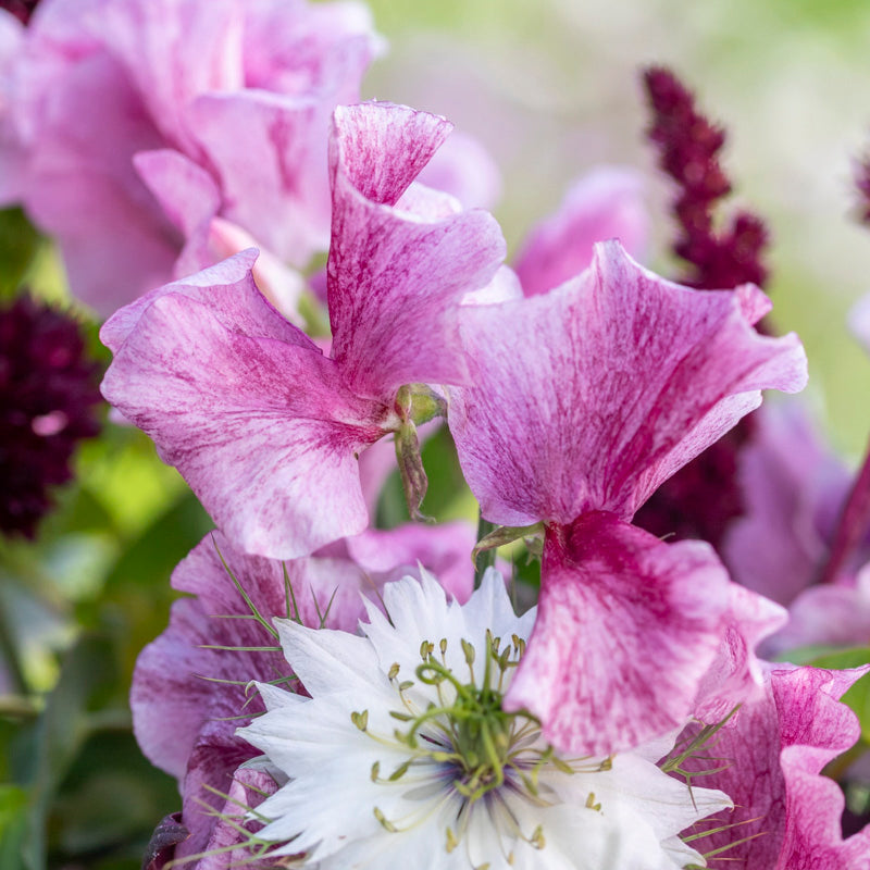 Lathyrus 'Wiltshire Ripple' Seeds