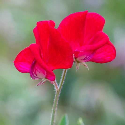 Lathyrus 'Winston Churchill' (Sweet Peas) Seeds