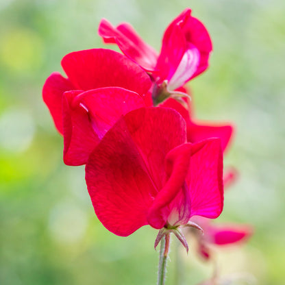 Lathyrus 'Winston Churchill' (Sweet Peas) Seeds