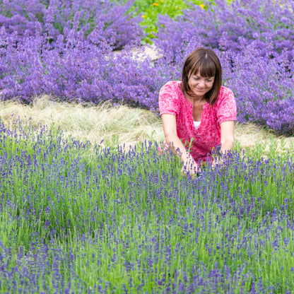 Lavender 'Hidcote' Seeds