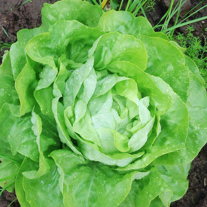 Lettuce 'All The Year Round' Seeds